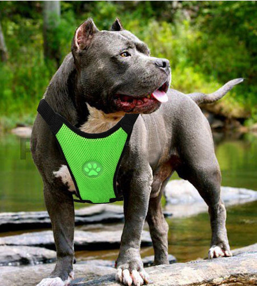 Dog car safety harness in multiple color options